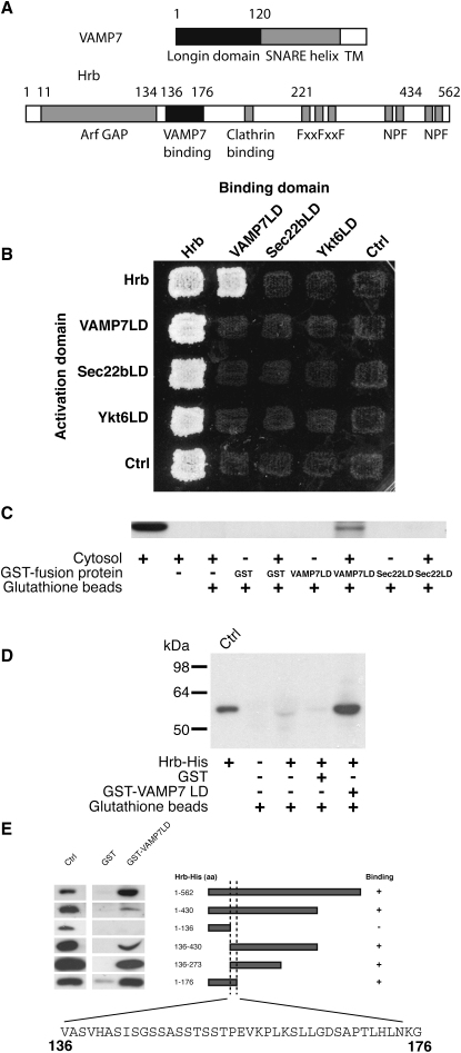 Figure 1