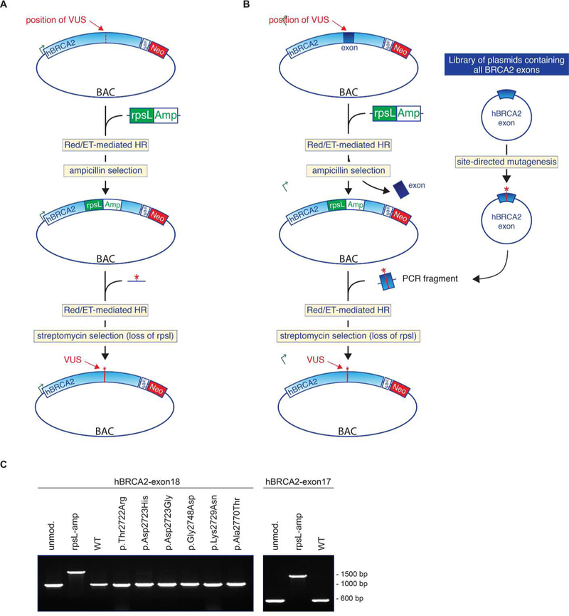 Figure 1: