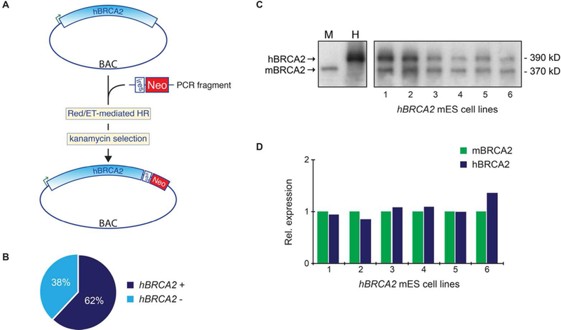 Figure 2: