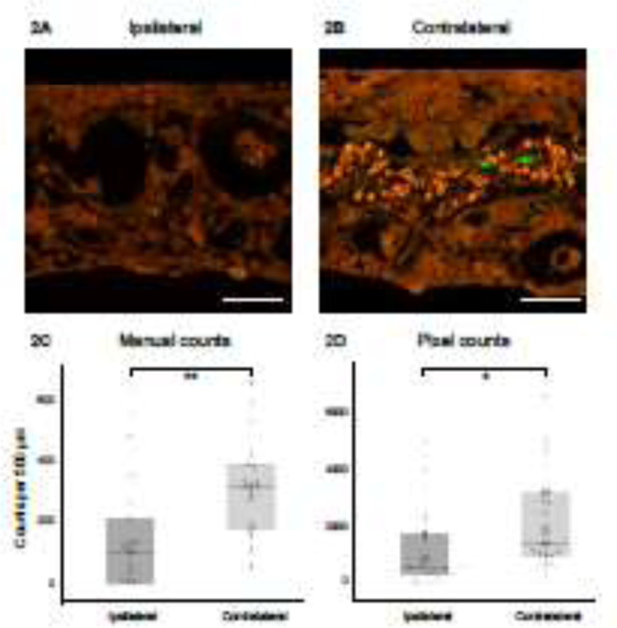 Figure 2: