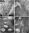 <b>Figure 1.</b>