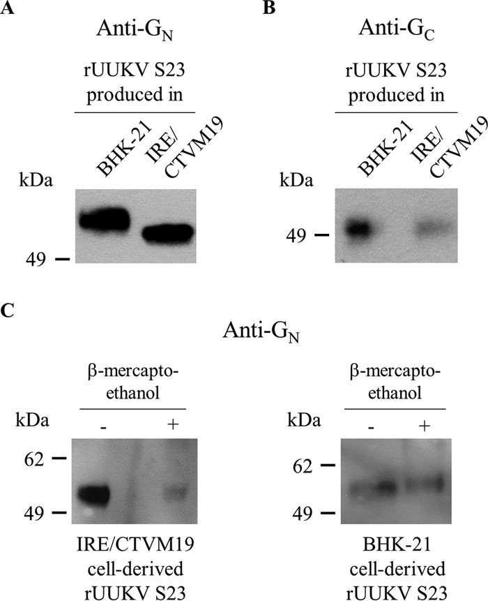 FIG 6