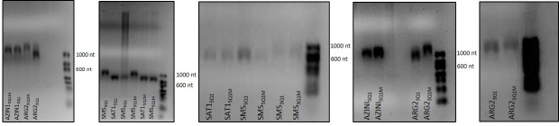 Figure 2—figure supplement 1.