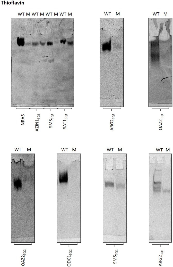 Figure 3—figure supplement 4.