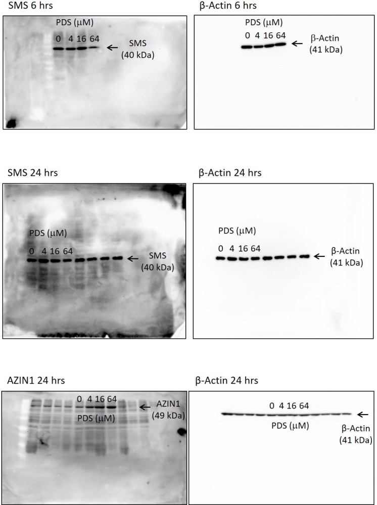 Figure 4—figure supplement 4.