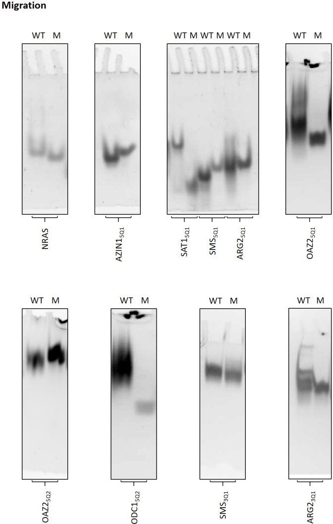 Figure 3—figure supplement 3.