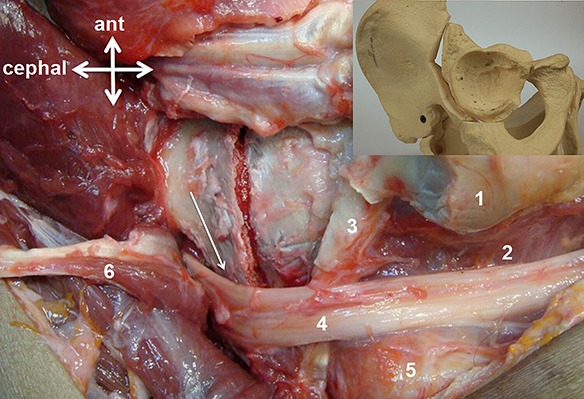 Fig. 19