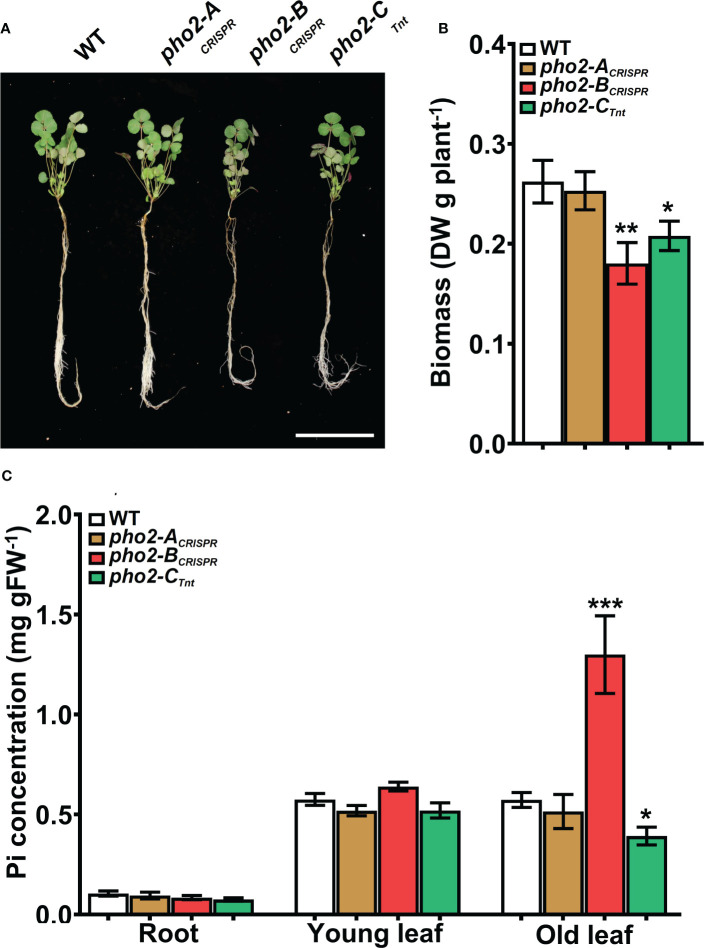 Figure 4