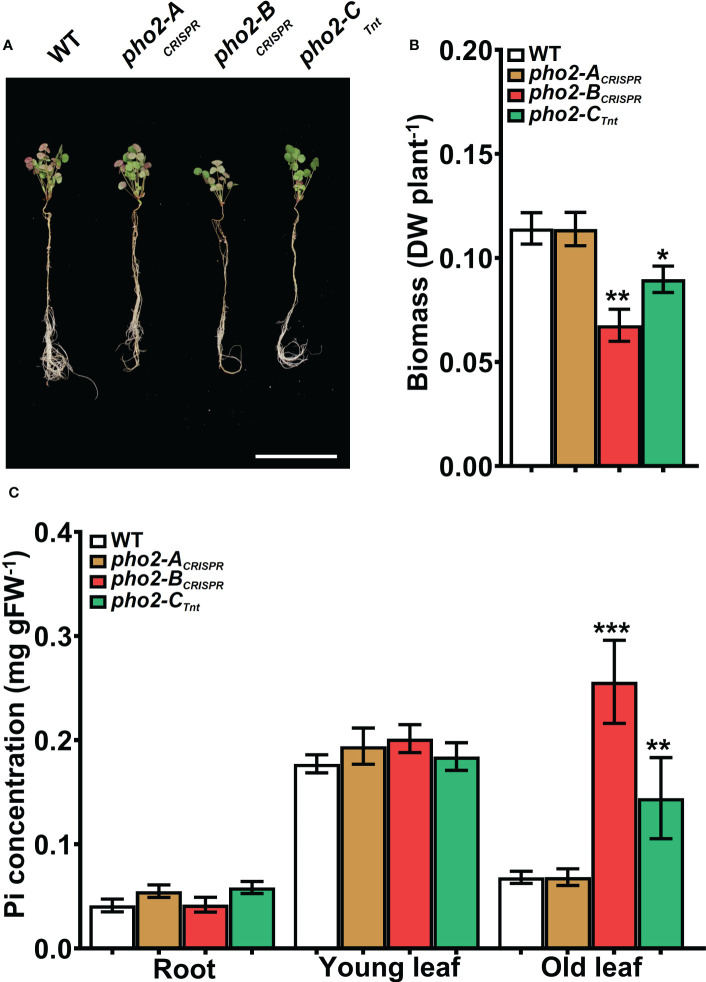 Figure 7