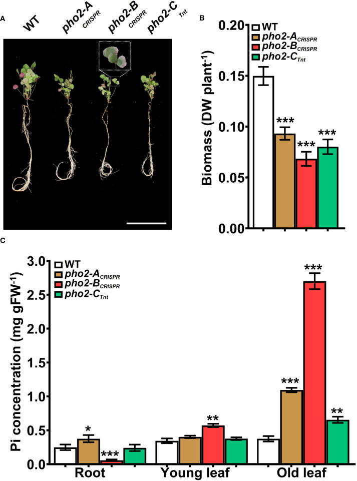 Figure 5