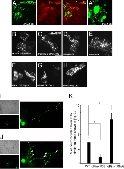 Fig. 3.