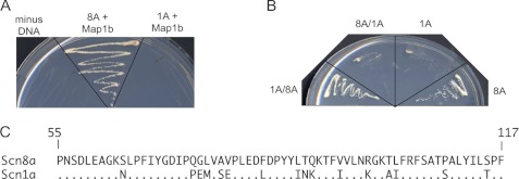 FIGURE 4.