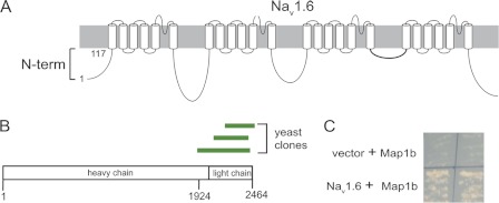 FIGURE 2.