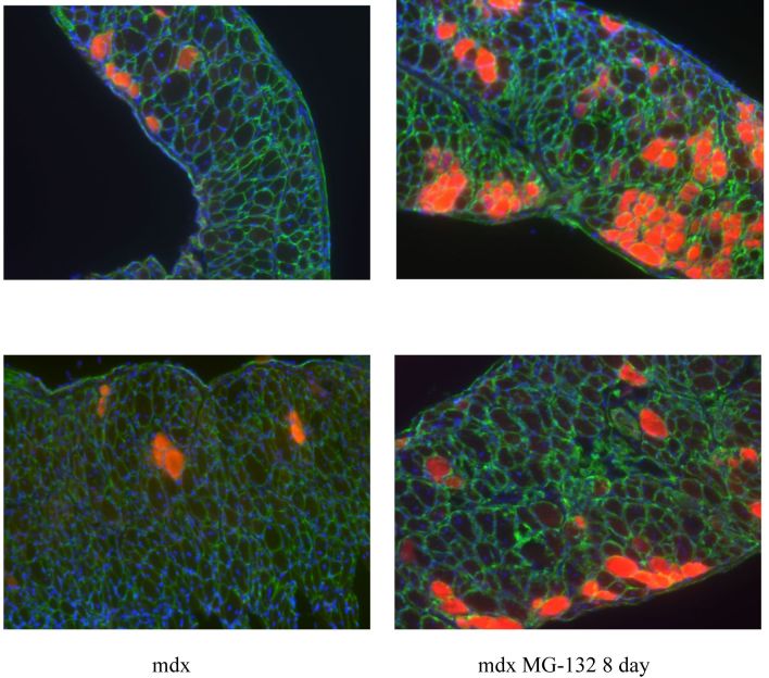 Short-term MG-132 treatment increases Evan’s Blue Dye penetration into diaphragms.