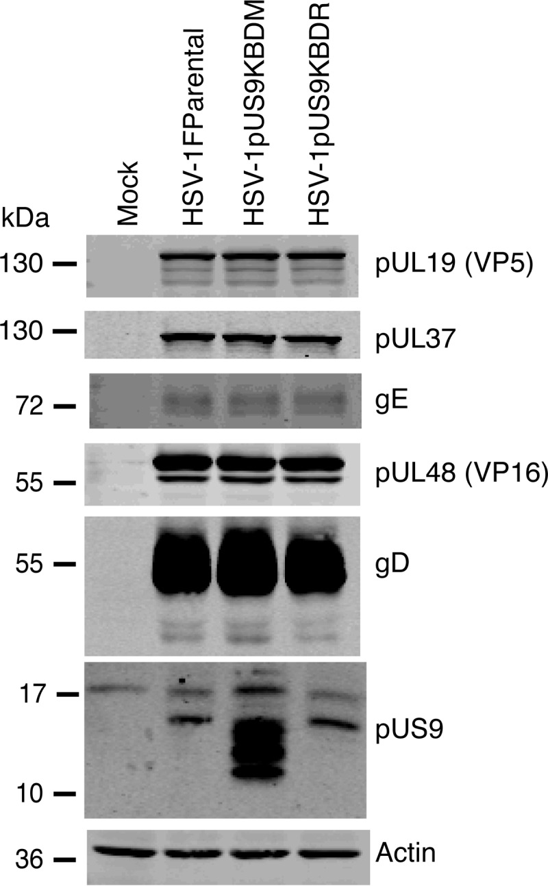 FIG 5