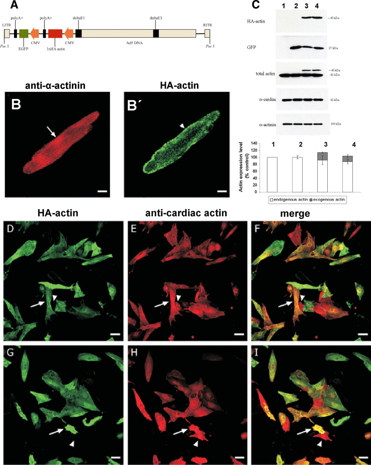 Fig. 7