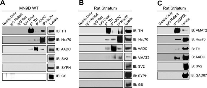 FIGURE 1.