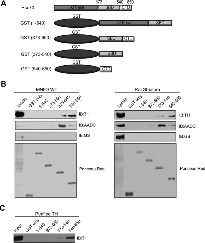 FIGURE 4.