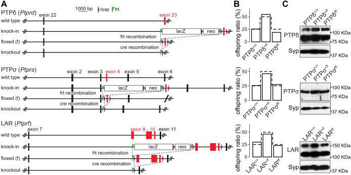 Figure 1—figure supplement 1.