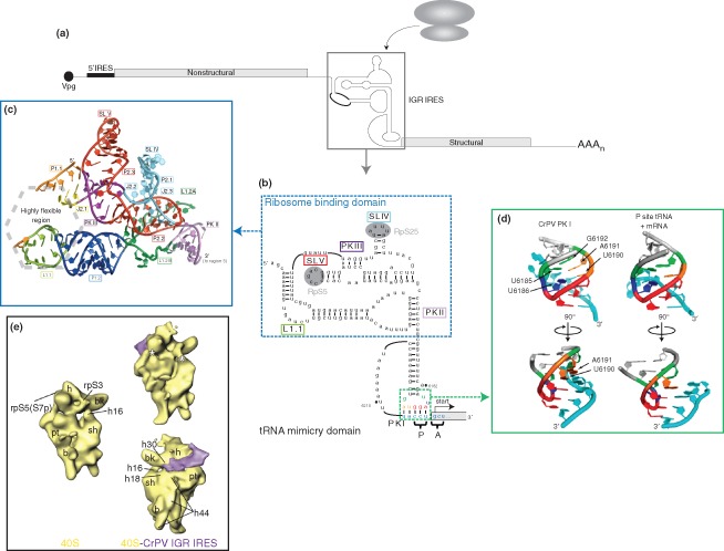 WRNA-1246-FIG-0002-c