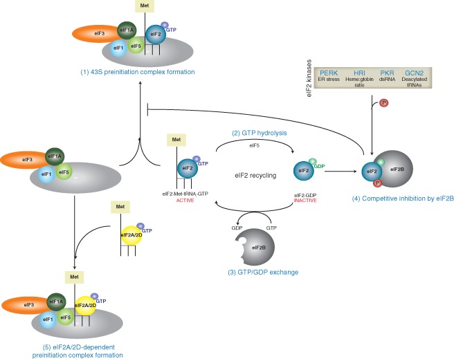 WRNA-1246-FIG-0005-c