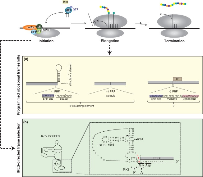 WRNA-1246-FIG-0006-c