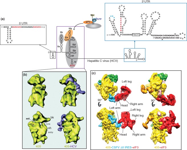 WRNA-1246-FIG-0003-c