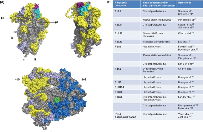 WRNA-1246-FIG-0004-c