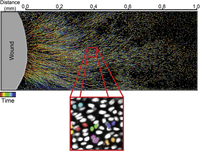 Figure 2