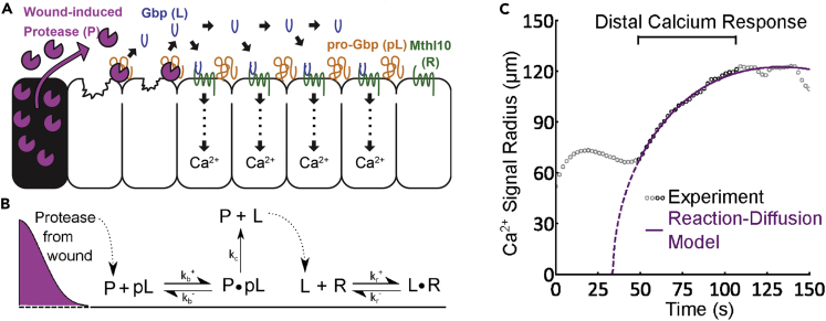 Figure 3