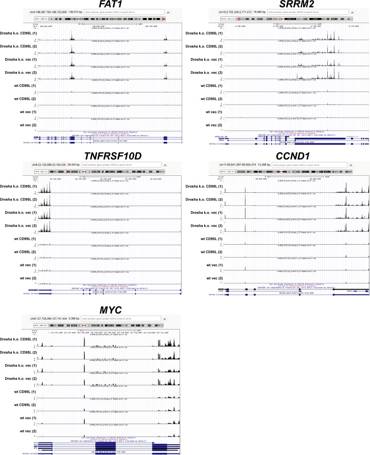 Figure 5—figure supplement 2.