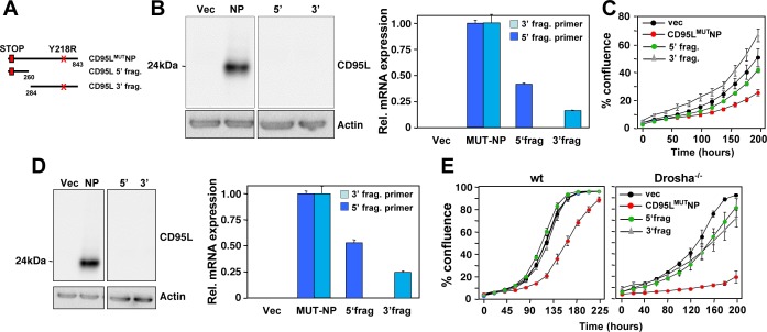 Figure 4—figure supplement 2.