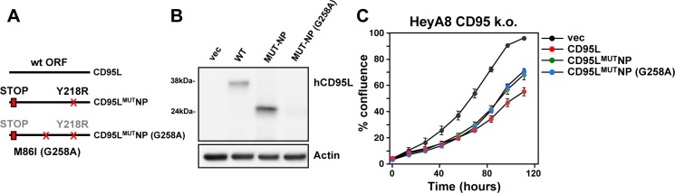 Figure 1—figure supplement 2.