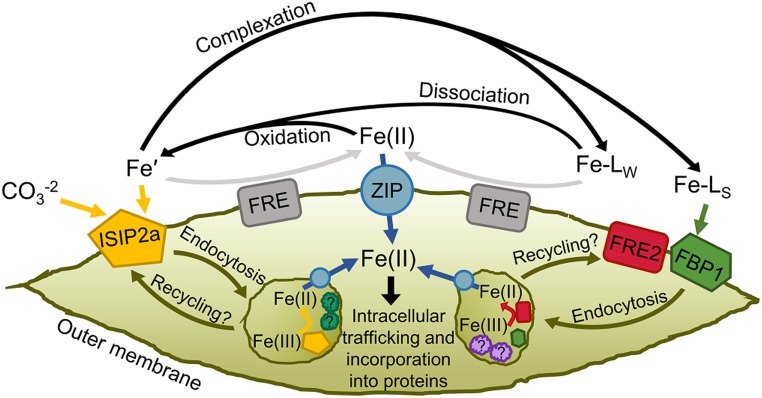 Fig. 7.