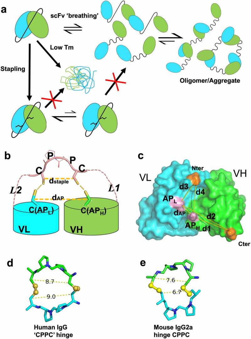 A single-chain Fv (scFv) undergoes transient dissociation and reassociation with neighboring molecules, leading to oligomers and aggregates. An scFv can also unfold due to low thermal stability and result in aggregation. Stapling, i.e., forming two specific disulfide bonds between the linker and the V domains (one each) can prevent aggregation due to both mechanisms. Stapling is achieved by having a CPPC motif in the flexible linker and the anchor positions chosen to be structurally compatible for the specific disulfide bond formation.