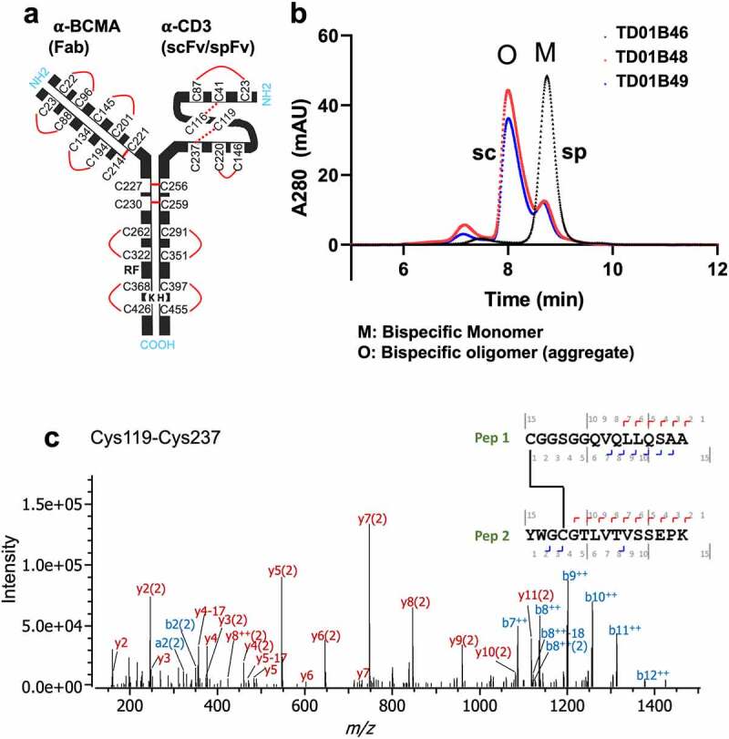 An image of a bispecific antibody with one chain as Fab and the other as an scFv or spFv. On SEC, the spFv bispecific antibody is mostly monomer, whereas the scFv bispecific contains mainly an oligomer species. Mass spectrometry data indicate that the stapling disulfide bonds are formed as designed.