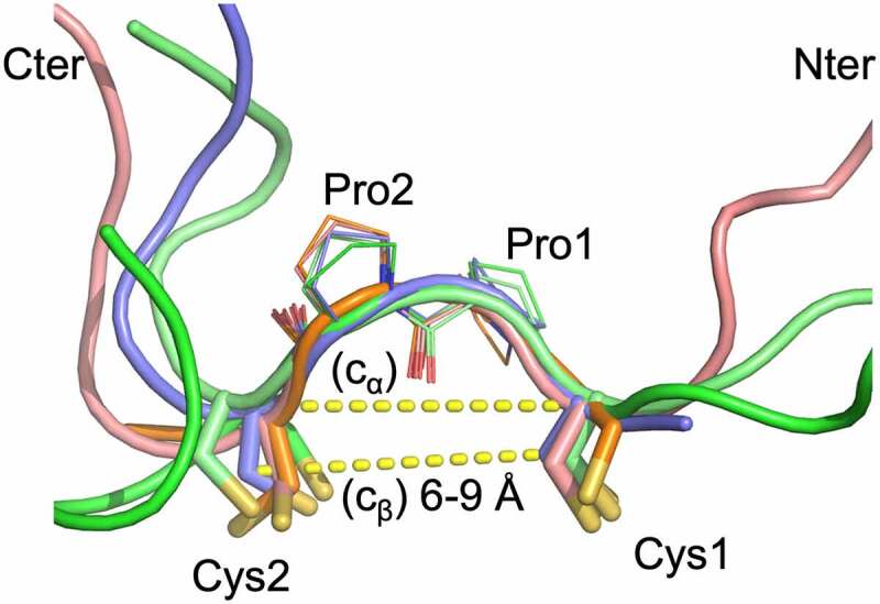 The stapling linker structures are superimposed on the CPPC motif and this image shows that they are very similar with a small distance range between the two Cys residues in the stapling linker.