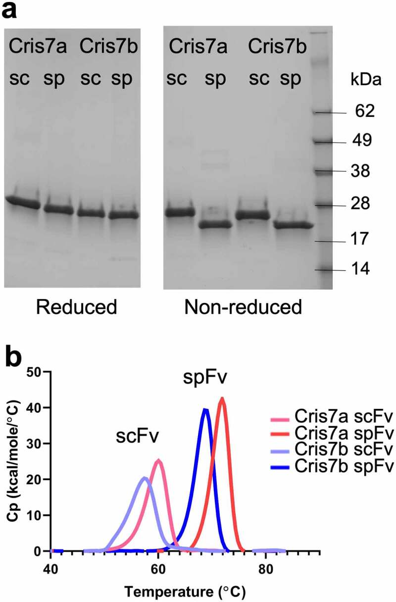 An SDS-PAGE image showing that stapled scFv (or spFv) runs faster than the unstapled scFv. DSC data indicate an approximately 12 °C increase in thermal stability (Tm) for these spFv molecules compared with the unstapled versions.