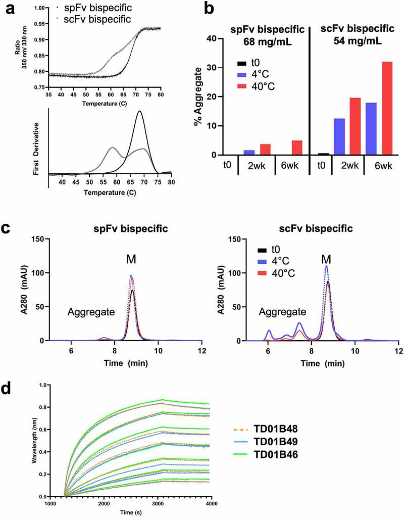 The spFv bispecific is thermally more stable than the scFv bispecific with a Tm change of about 10 °C. Upon incubation at 40 °C at >50 mg/ml concentrations for an extended period, the spFv bispecific remained largely monomeric, but the scFv bispecific shows 30% aggregates by SEC. Octet data indicate that the corresponding spFv and scFv bind the target with similar association and dissociation profiles.