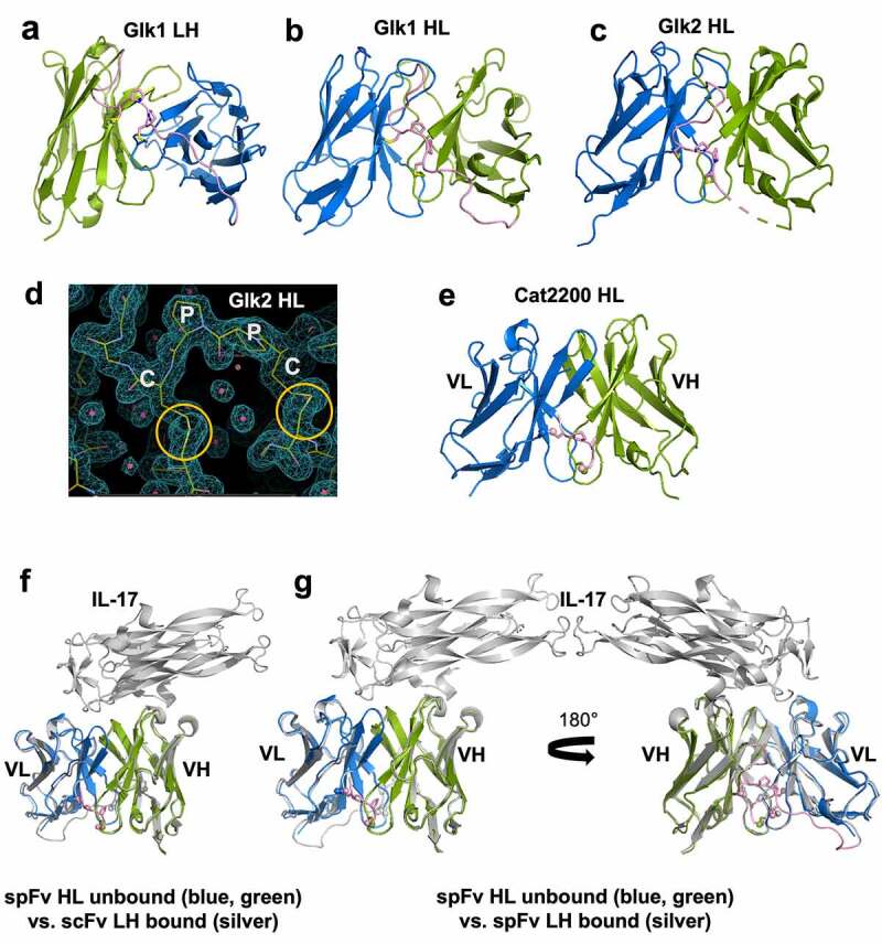 Crystal structures of several spFv molecules alone and some in complex with target proteins show stapling disulfide bonds form as designed. These images also show that orientation (LH or HL) or antigen binding does not impact the Fv structures.