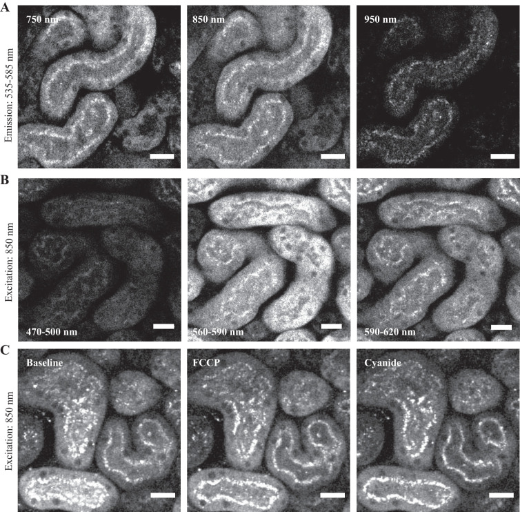 Fig. 3.