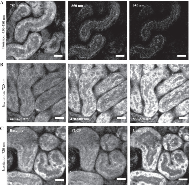 Fig. 2.