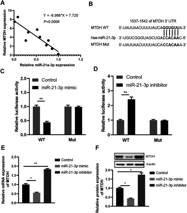 Tnf Induced Mir P Promotes Intestinal Barrier Dysfunction By Inhibiting Mtdh Expression Pmc