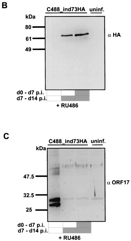 FIG. 5.