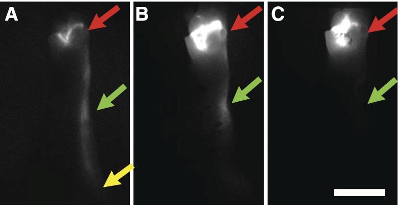 Fig. 3.