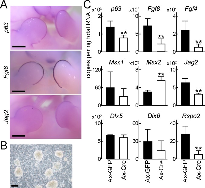 Fig 4