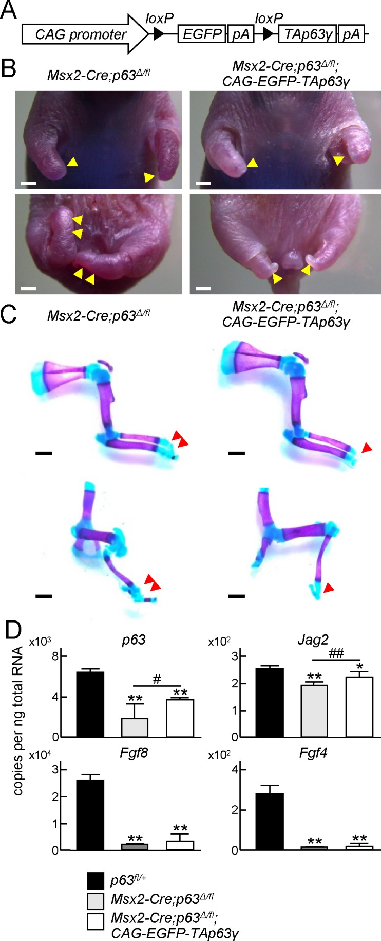 Fig 7