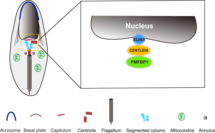 Fig. 8