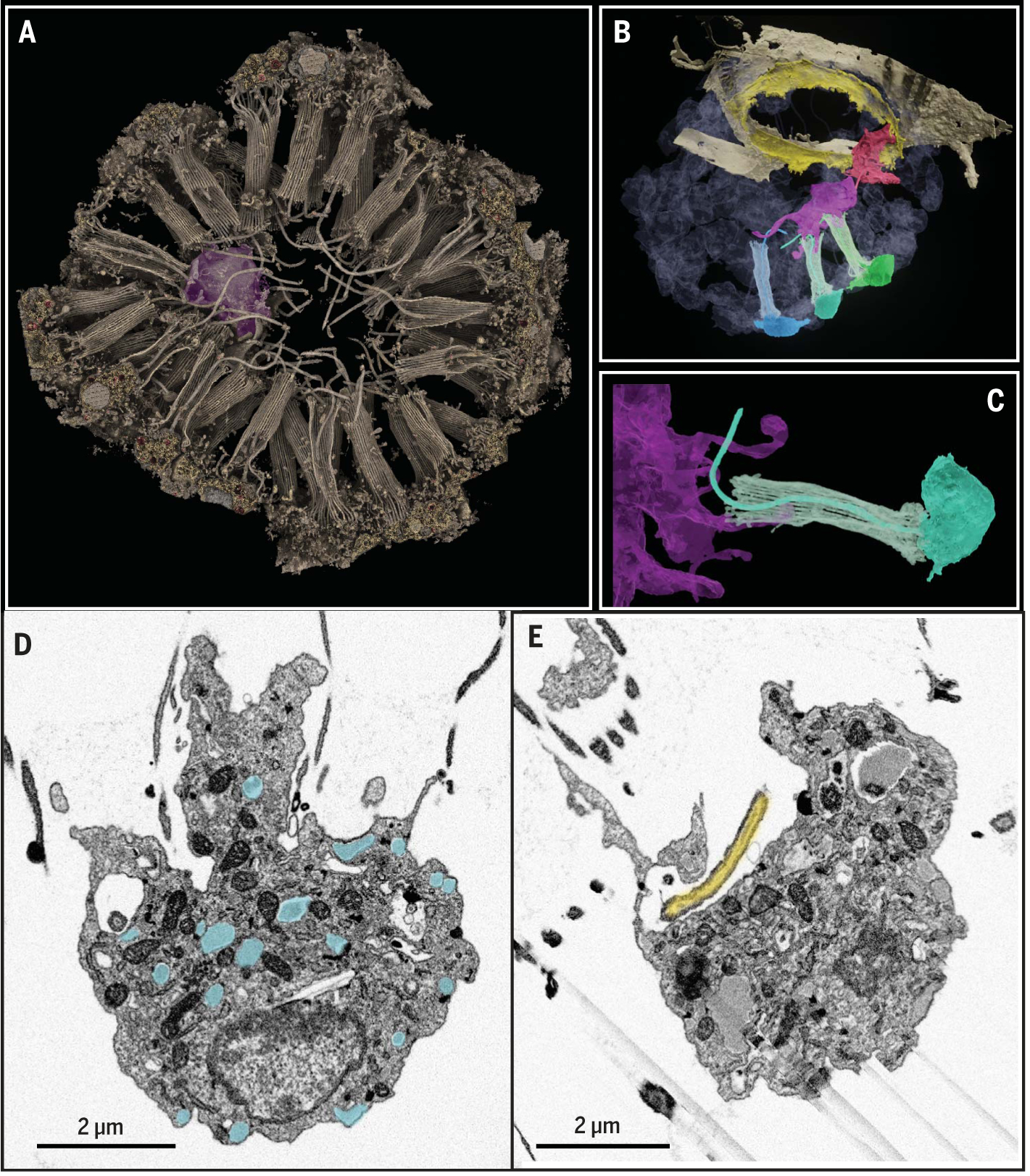 Fig. 6.