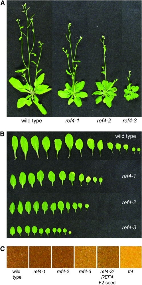 Figure 3.—